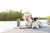 zwei niedliche Hunde am See im Sonnenlicht liegen auf einem Steg Mischlingshündin und Jack Russel Rüde Tierfreundschaft gemeinsam im Sonnenuntergang