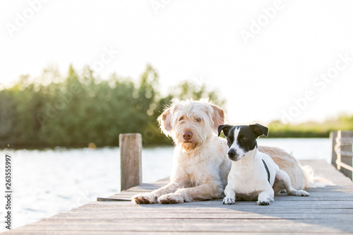 zwei niedliche Hunde am See im Sonnenlicht liegen auf einem Steg Mischlingshündin und Jack Russel Rüde Tierfreundschaft gemeinsam im Sonnenuntergang photo