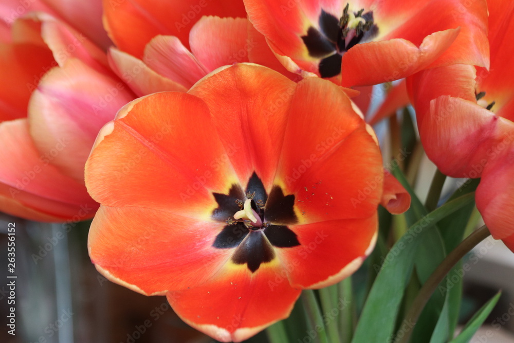Red tulips flower head in close-up from a garden in Nieuwerkerk aan den Ijssel in the Netherlands Red tulips flower head in close-up from a garden in Nieuwerkerk aan den Ijssel in the Netherlands