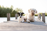 zwei süße Hunde am See auf einem Steg, Mischlingshündin und Jack Russel Terrier Rüde; Tierfreundschaften