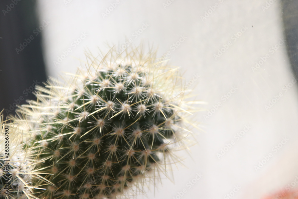 Trichocereus pasacana cactus plant with prickles at home Trichocereus pasacana cactus plant with prickles at home