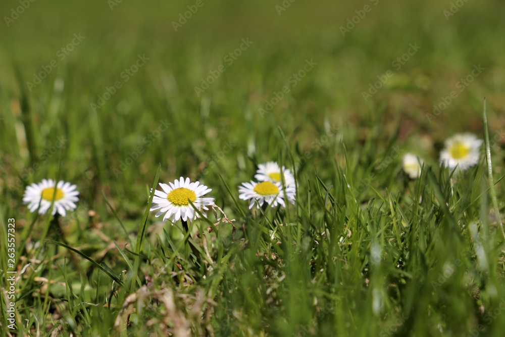 Chamomile flowers in the green grass. White daisies on sunny meadow, spring season background Chamomile flowers in the green grass. White daisies on sunny meadow, spring season background