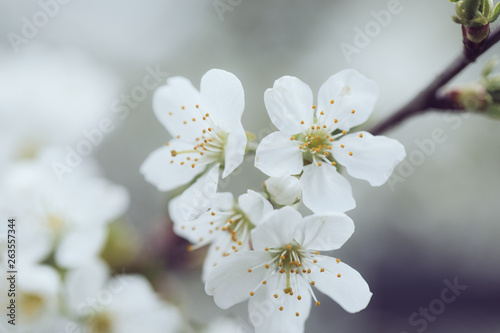 Blooming plum tree  plum-tree branch covered with white flowers