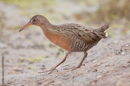 Ridgway's Rail (Rallus obsoletus)
