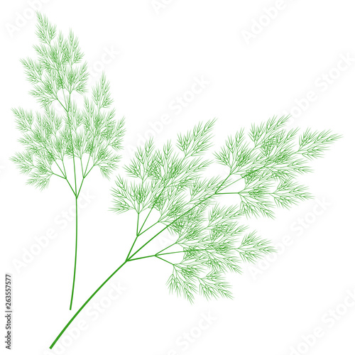 Branches of fresh dill branches. Tasty and healthy spicy grass. Seasoning with meat and vegetable dishes. Vector illustration