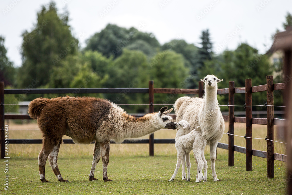Lama Lama