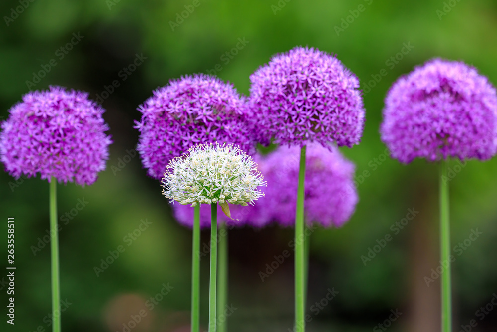 Allium Allium
