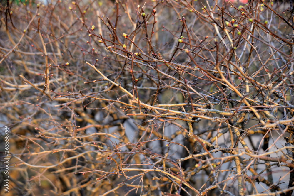 branches of a tree branches of a tree
