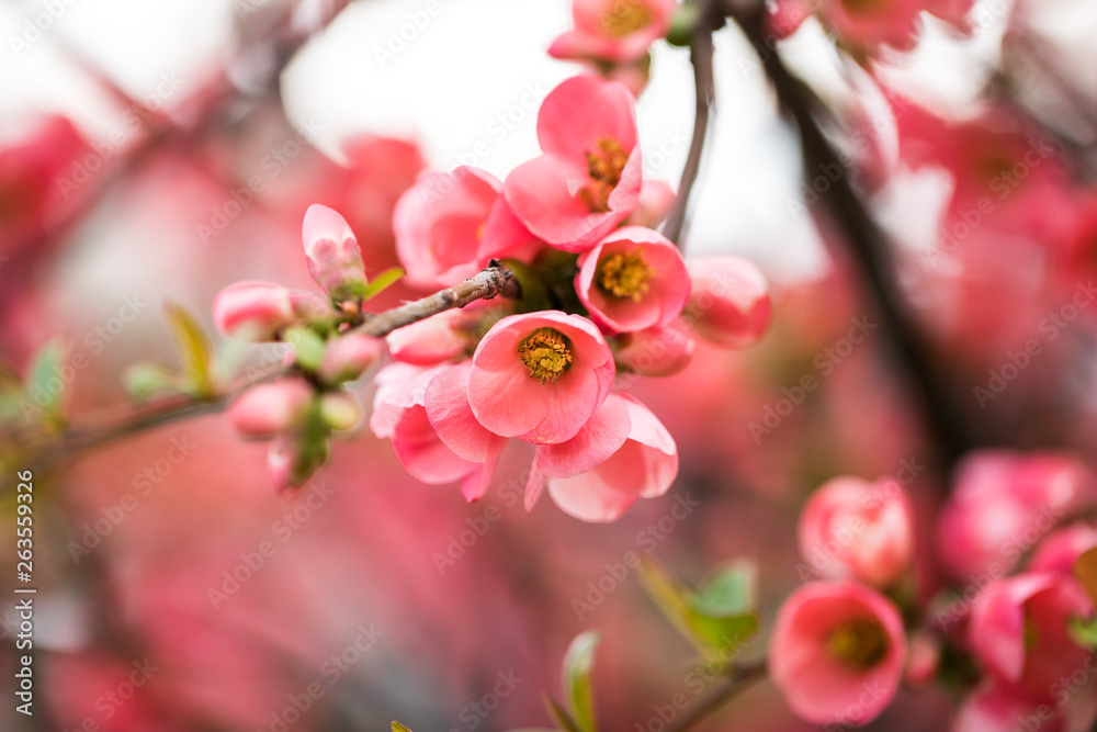 Pink flowers on branch of tree in spring. Pink flowers on branch of tree in spring.