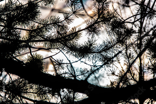 Black pine silhouette photo