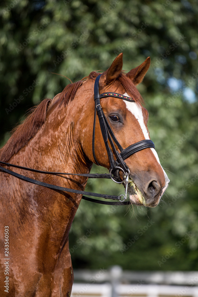 hübsches Warmblut Pferd im Sommer nach getaner Arbeit leicht verschwitzt, Dressurpferd mit Kandare, toller Fuchs mit schöner Blesse hübsches Warmblut Pferd im Sommer nach getaner Arbeit leicht verschwitzt, Dressurpferd mit Kandare, toller Fuchs mit schöner Blesse