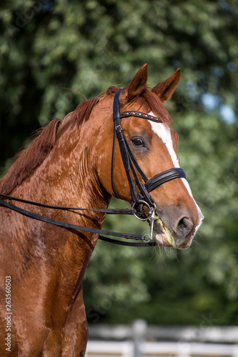 hübsches Warmblut Pferd im Sommer nach getaner Arbeit leicht verschwitzt © Ines Hasenau