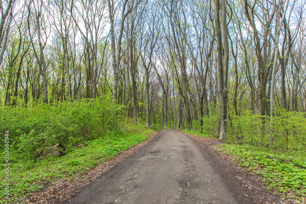 Forest landscape. Spring green leaves branches trees with forest road Forest landscape. Spring green leaves branches trees with forest road