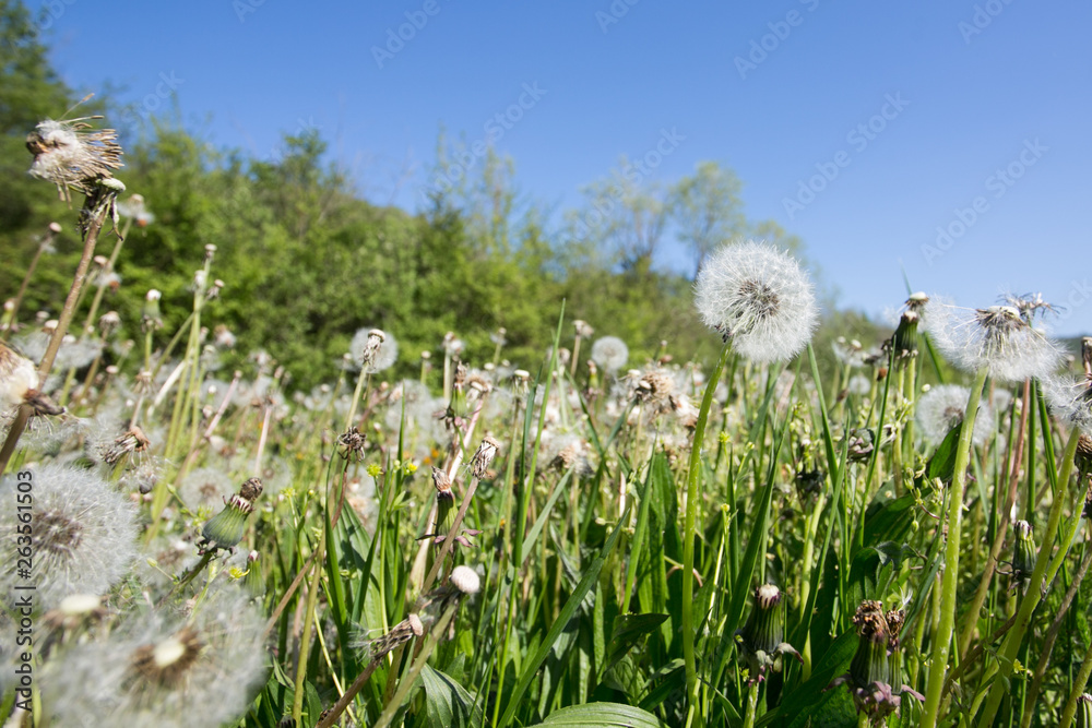 Fototapeta premium Sunny day in the springtime at Slovenian vineyards