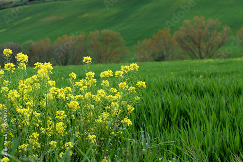 green field of yellow flowers, yellow, landscape, agriculture, countryside, blossom, beautiful, flower, nature, spring,