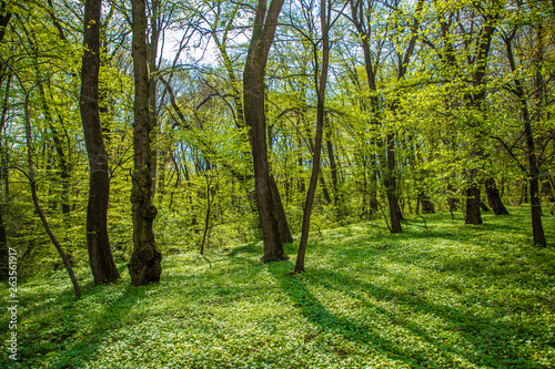 Forest trees. nature green wood in spring. Spring time