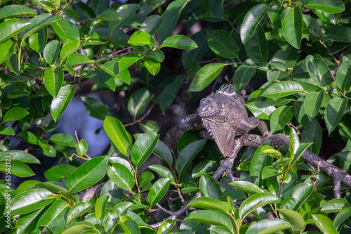 Green iguana