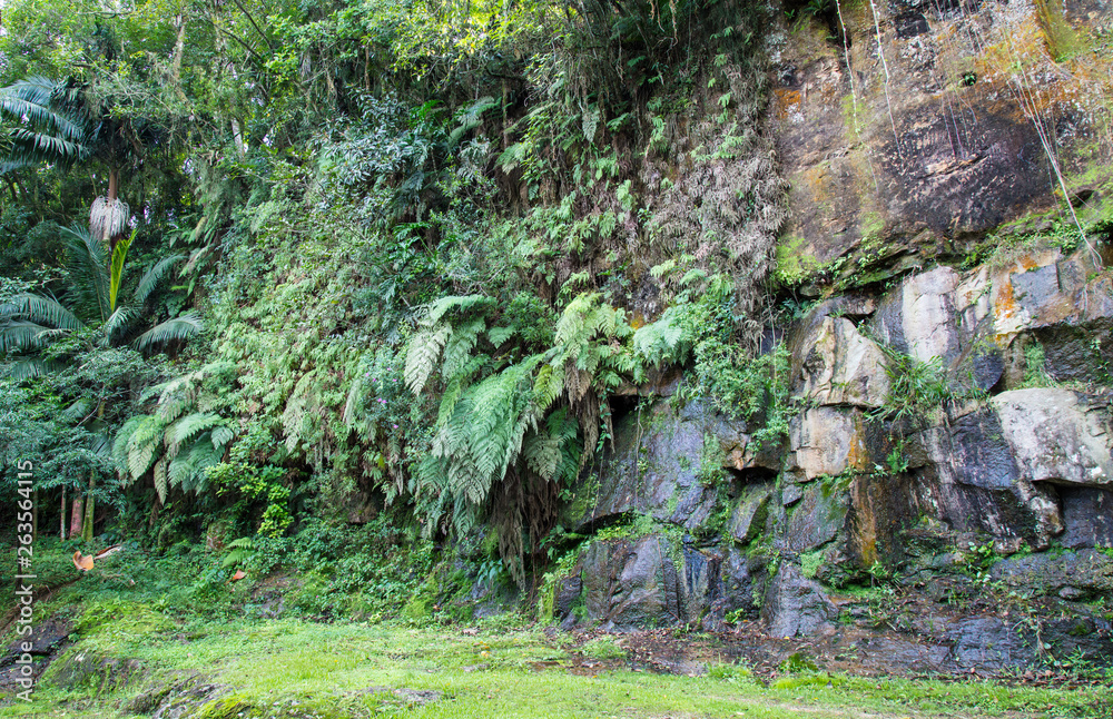 Obraz premium Parede rochosa com plantas