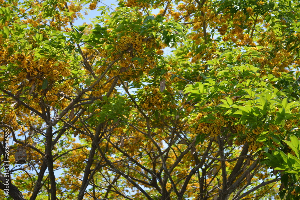 Obraz premium Leaves and branches