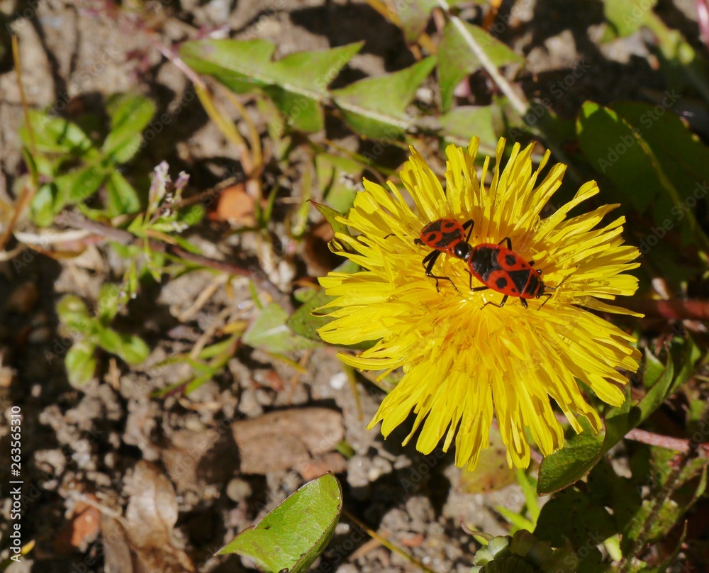Feuerwanzen paaren sich auf Löwenzahn