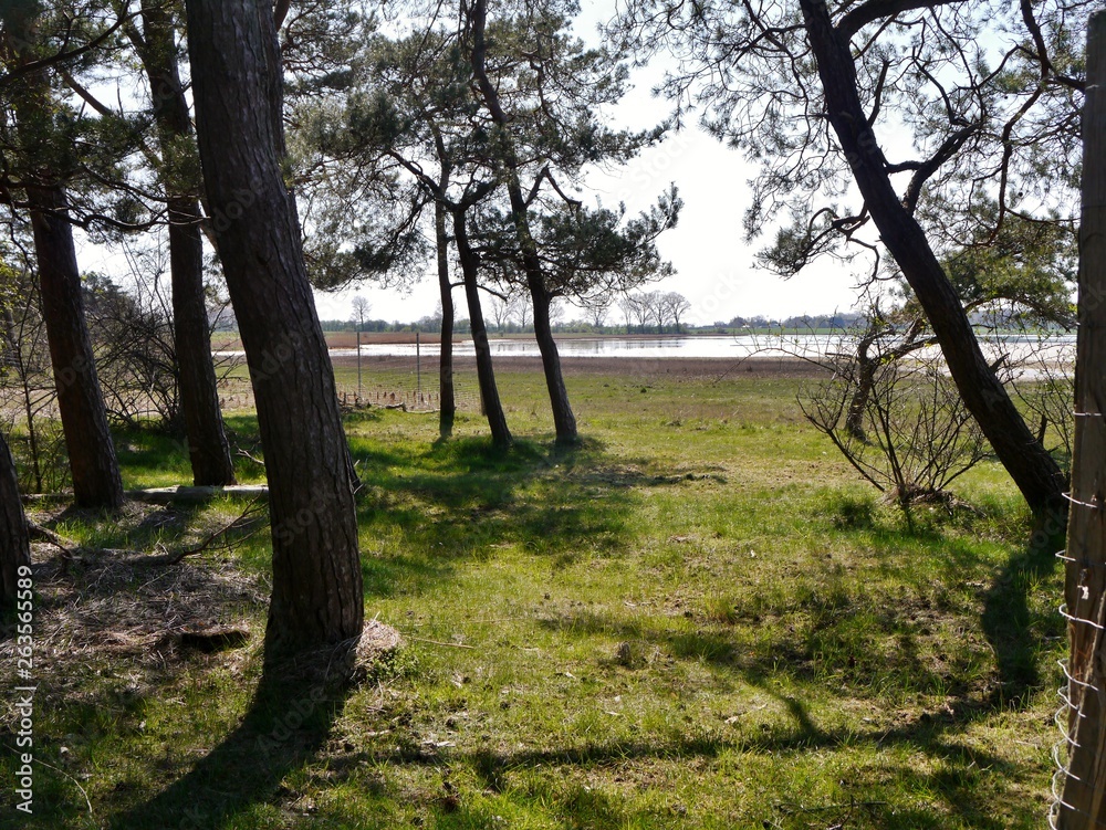 Fototapeta premium Bäume auf der Wiese vor Bodden