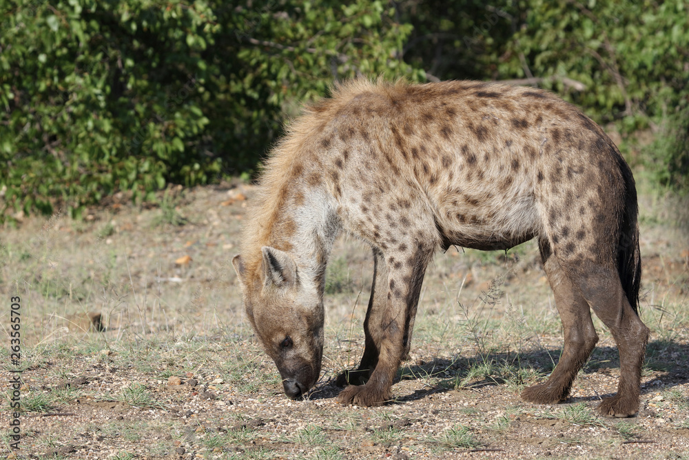 Tüpfelhyäne / Spotted hyaena / Crocuta crocuta Tüpfelhyäne / Spotted hyaena / Crocuta crocuta