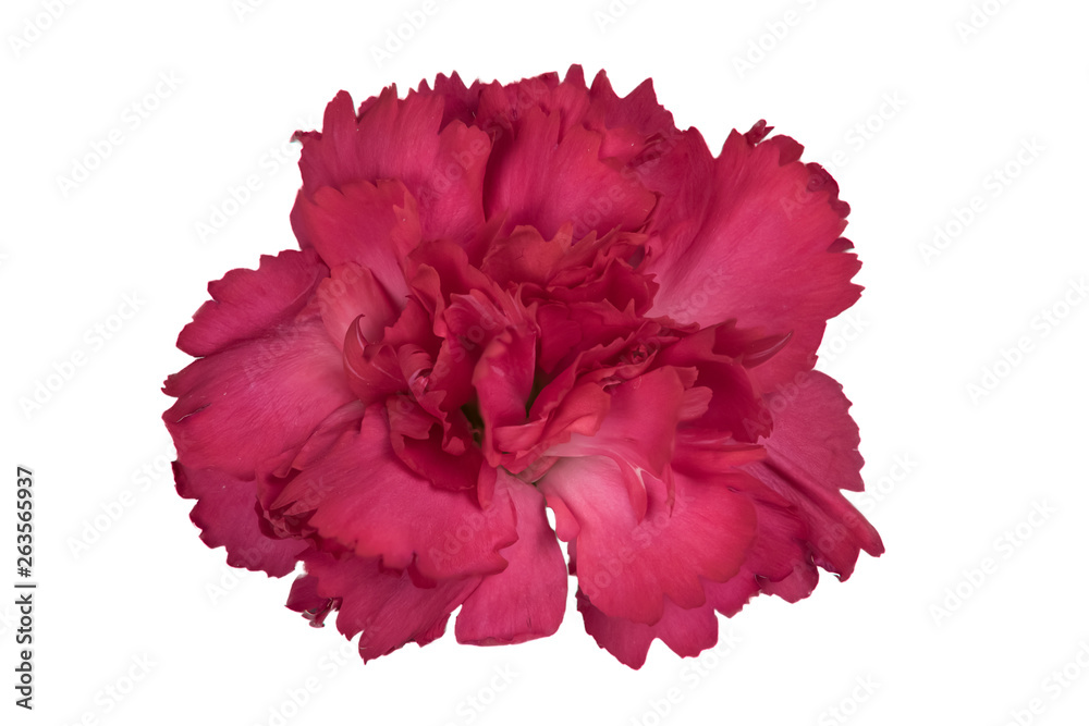 Closeup focus stacked shot of an isolated red carnation with clipping path Closeup focus stacked shot of an isolated red carnation with clipping path