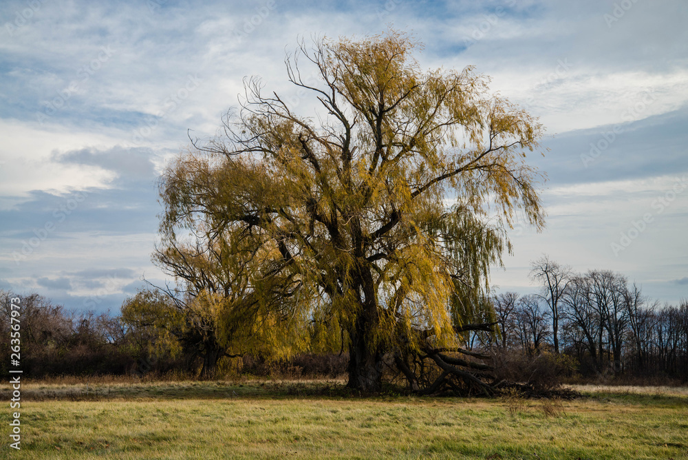 One Tree One Tree
