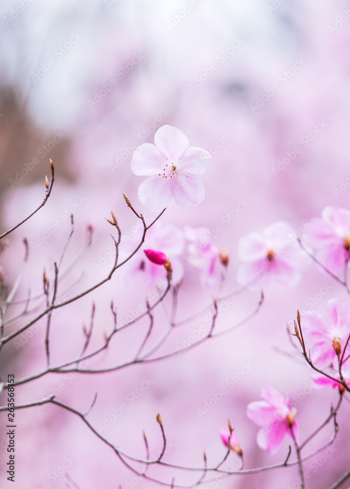 ヤシオツツジの花 ヤシオツツジの花