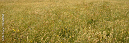 Coastal grasses and flowers on the N. California coast