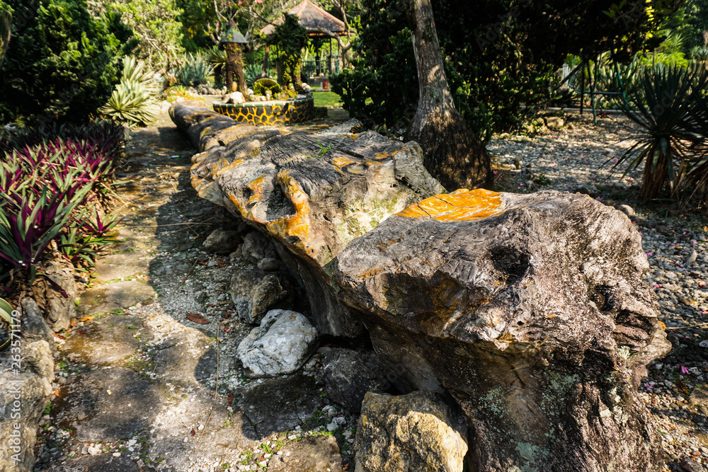 wood fossils on the center of park or garden in bogor indonesia become rock or stone - photo wood fossils on the center of park or garden in bogor indonesia become rock or stone - photo