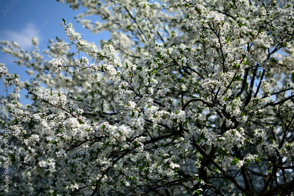 Beautiful flowering cherry trees. Background with blooming flowers in spring day Beautiful flowering cherry trees. Background with blooming flowers in spring day