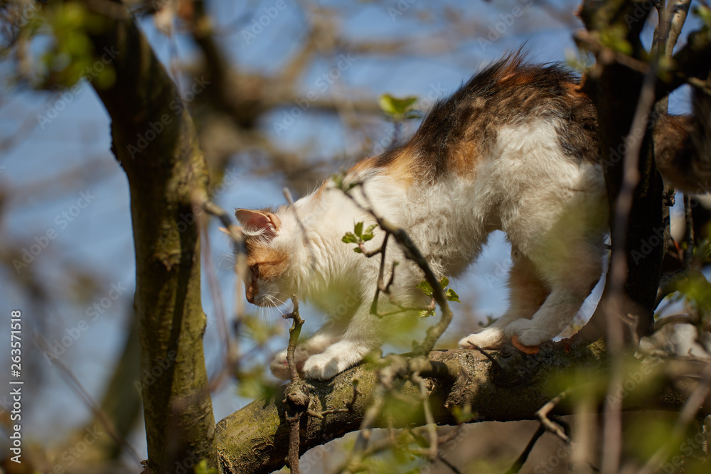 Norwegian forest cat climbing trees
