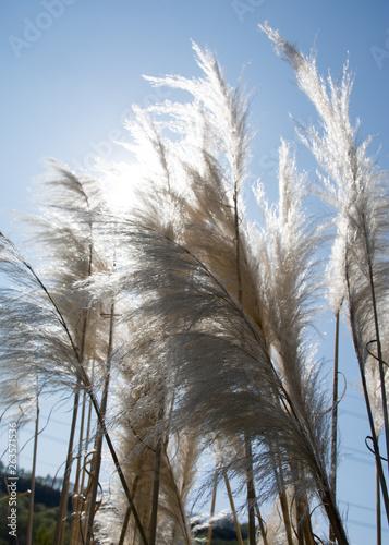 Cortaderia selloana, commonly known as pampas grass grows in a yorkshire (uk) garden in spring.