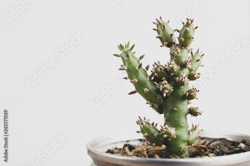 cactasea plant on white background photo