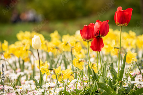 Bright red tulips gesneriana alongwith beautiful yellow daffodils on a field. Natural in bloom seasonal flowers