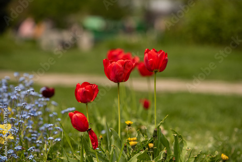 Beautiful red tulips gesneriana along with a beautiful light purple bouquet. Shot in the park during daytime with natural light photo