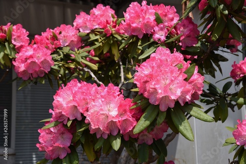 Rhododendron blossom is gorgeous and beautiful. © tamu