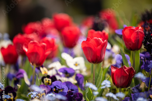 Bautiful red tulips shot near some blured pansies. Beautiful garden in bloom during spring