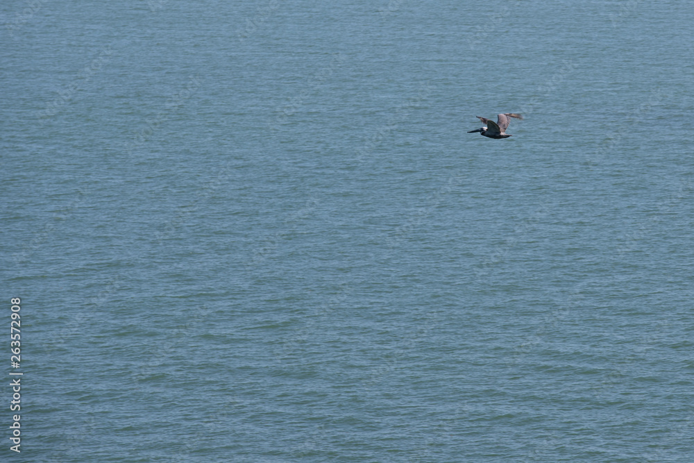 pelican sea