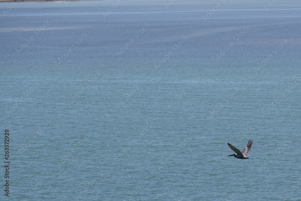 birds sea