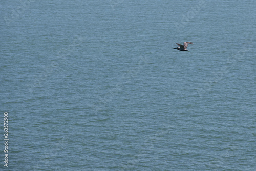 Obraz na płótnie pelican sea w salonie