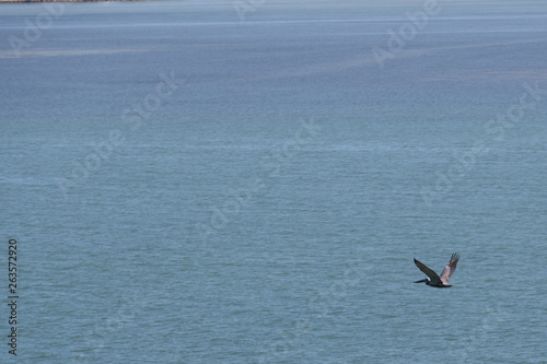 birds sea