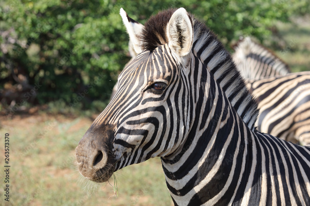 Steppenzebra / Burchell's zebra / Equus burchellii Steppenzebra / Burchell's zebra / Equus burchellii