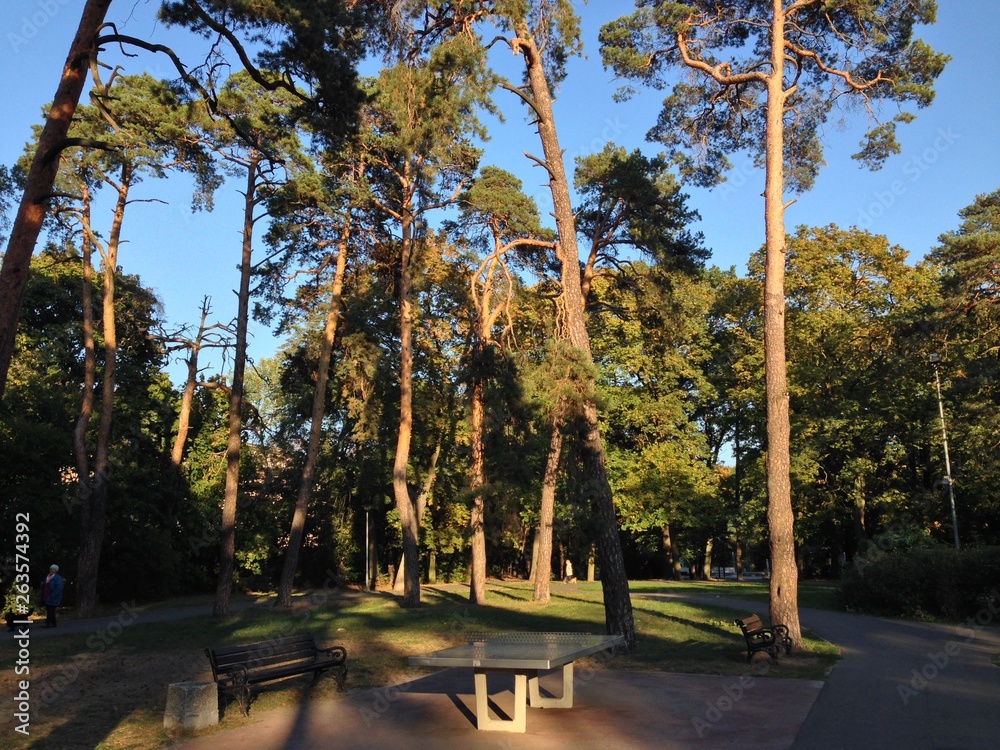 Naklejka premium Park with trees and blue sky