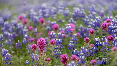 North Table mountain landscape featuring Purple Owl's Clover and lupinus