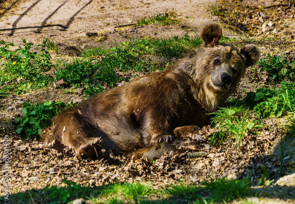 Obraz premium Niedzwiedz grizli