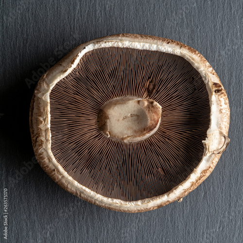 The underside of a Portobello mushroom in color against black background featuring details of the gills