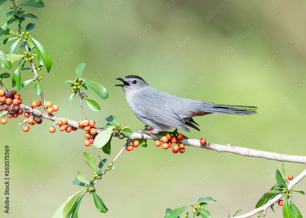 Obraz premium Gray Catbird