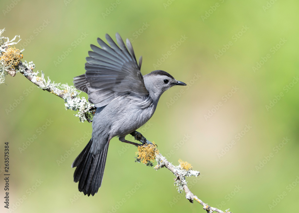 Obraz premium Gray Catbird (Dumetella carolinensis)